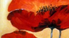 Fleurs Coquelicots